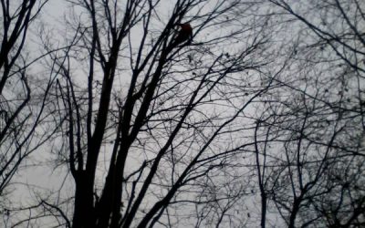 Arboricoltura e giardinaggio